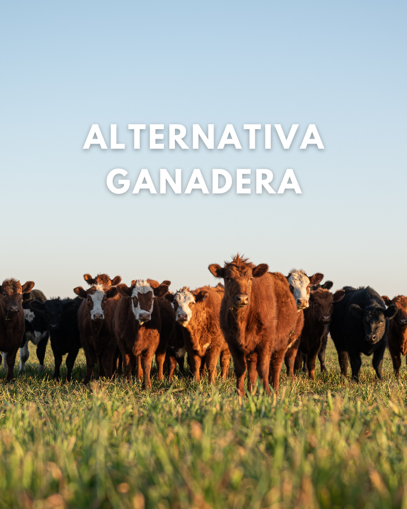 imagen galería